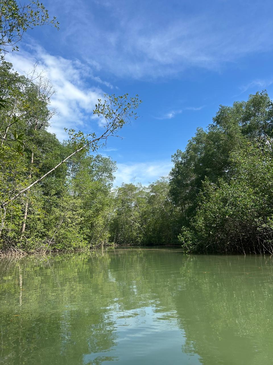 Mangrove channel at Damas Island near Quepos