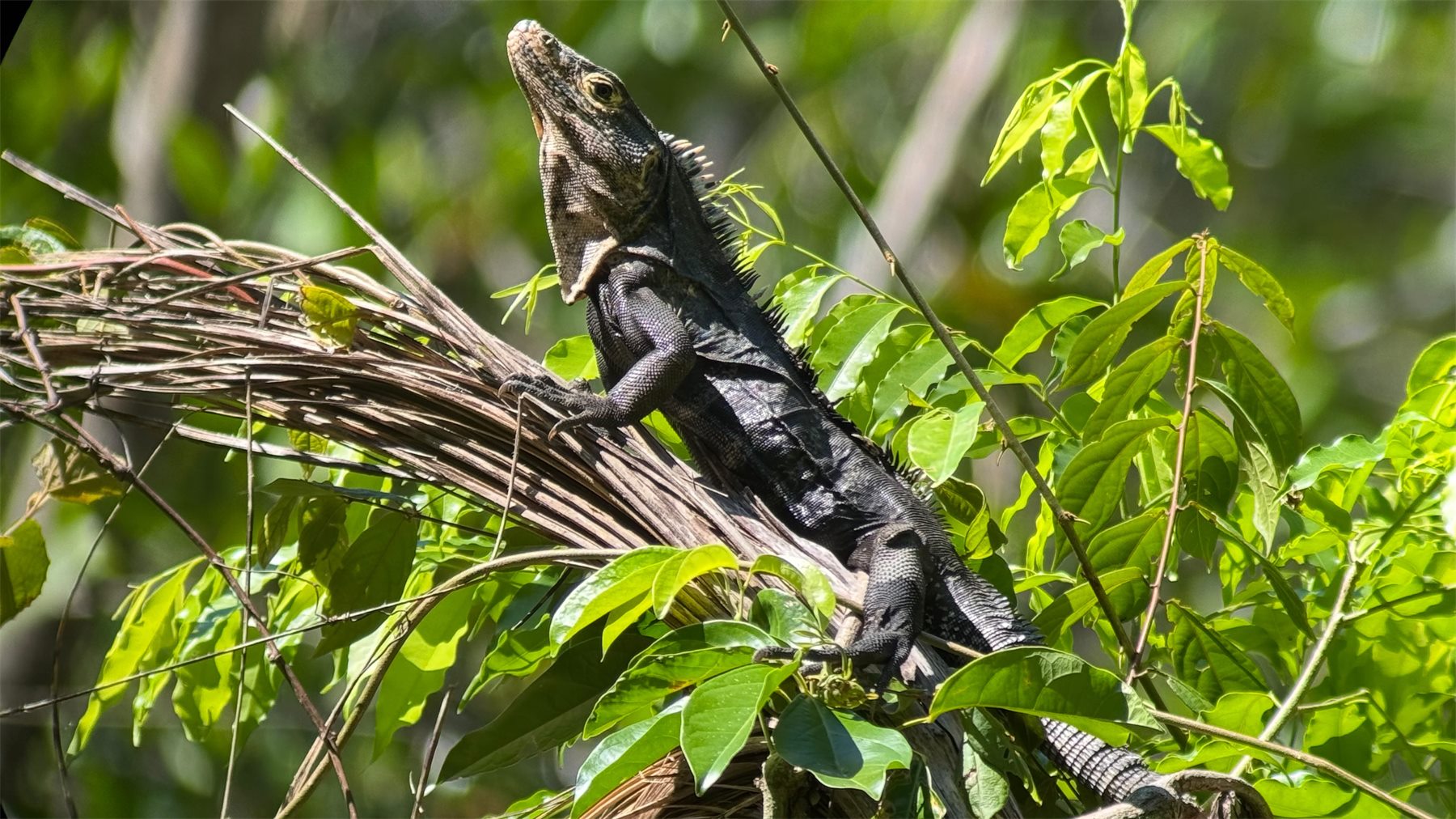 Black spiny-tailed iguana in Manuel Antonio vegetation