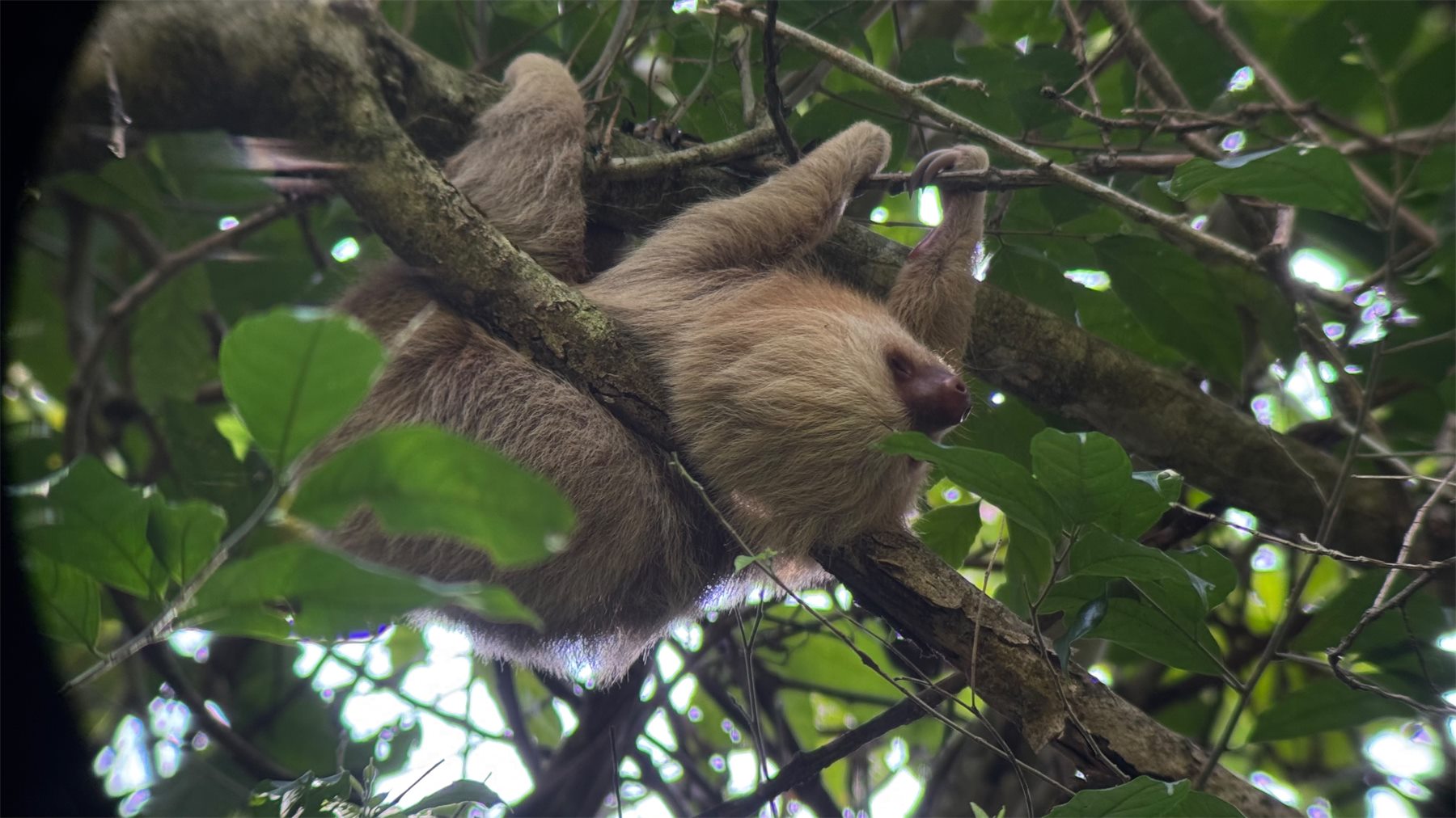 Brown-throated three-toed sloth resting in a tree