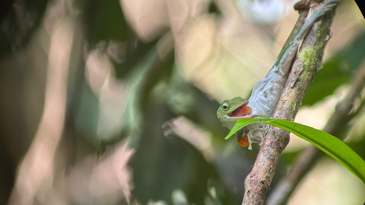 Common basilisk with orange throat patch