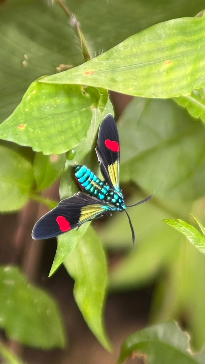 Probable green-banded urania moth on a leaf