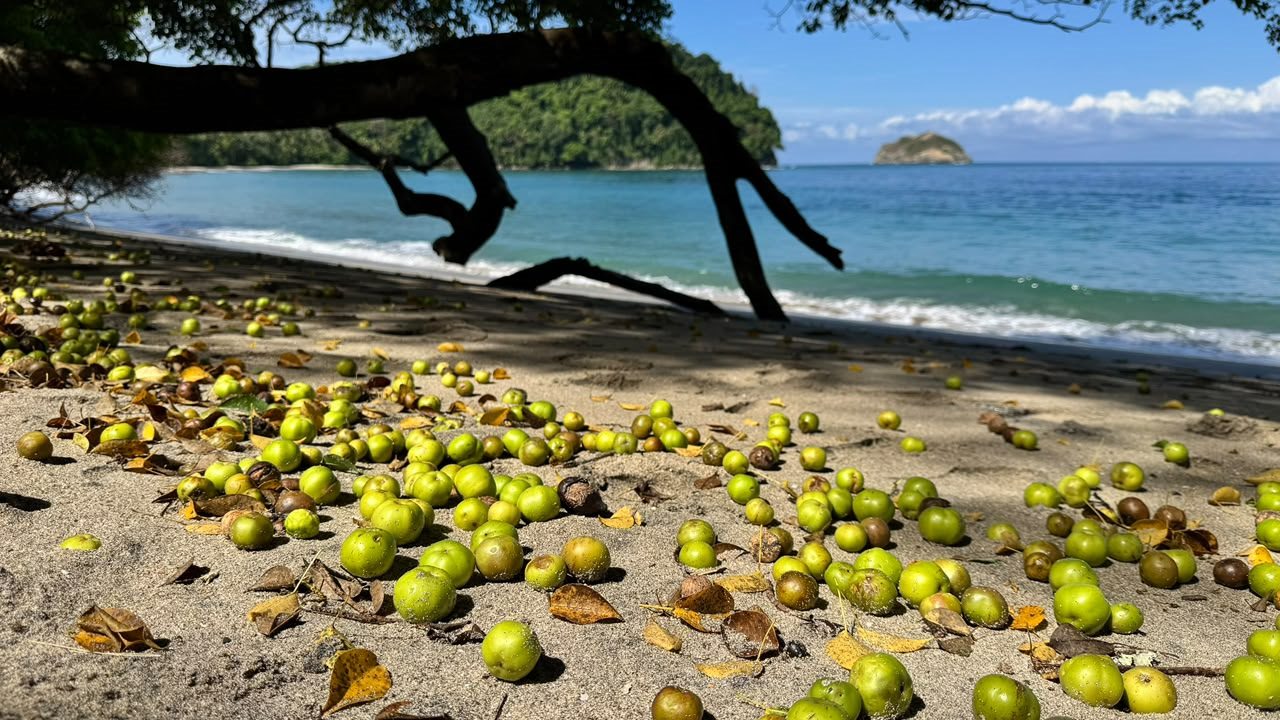 Protected beach and coastal vegetation in Manuel Antonio National Park