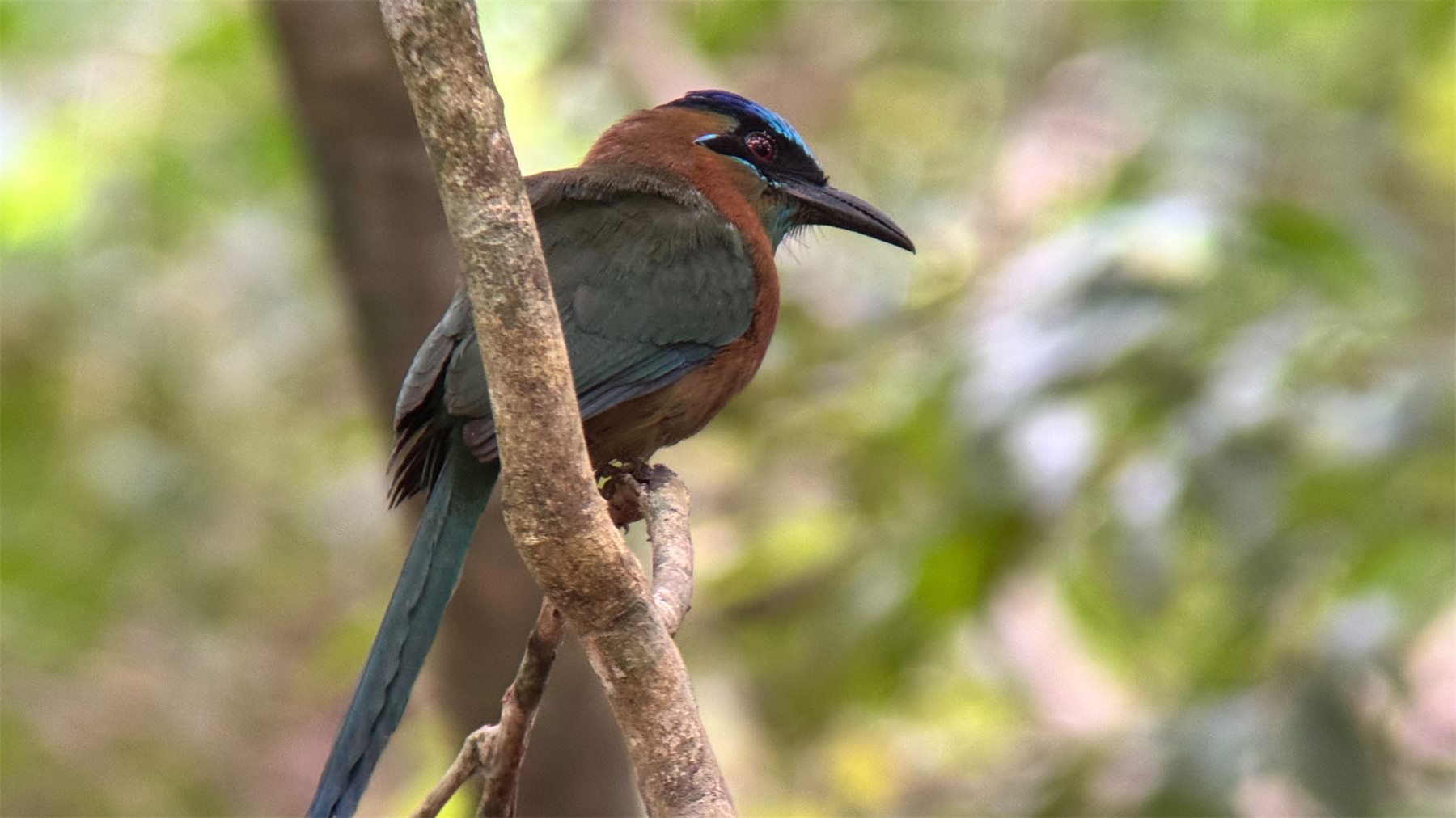 Turquoise-browed motmot perched on a branch