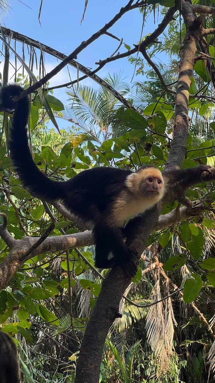 White-faced capuchin monkey in Manuel Antonio National Park