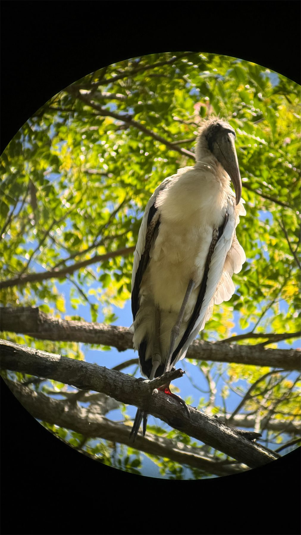 Wood stork in a tree photographed through a spotting scope