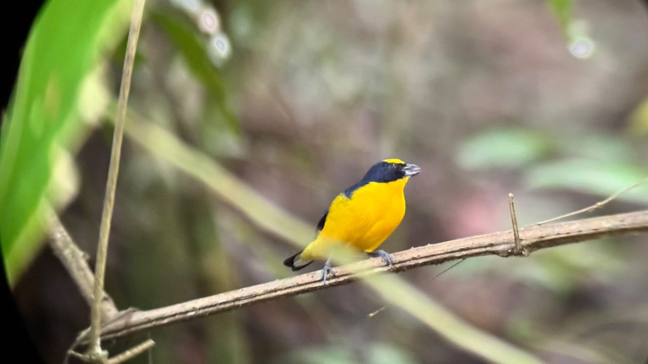 Probable yellow-crowned euphonia perched on a branch